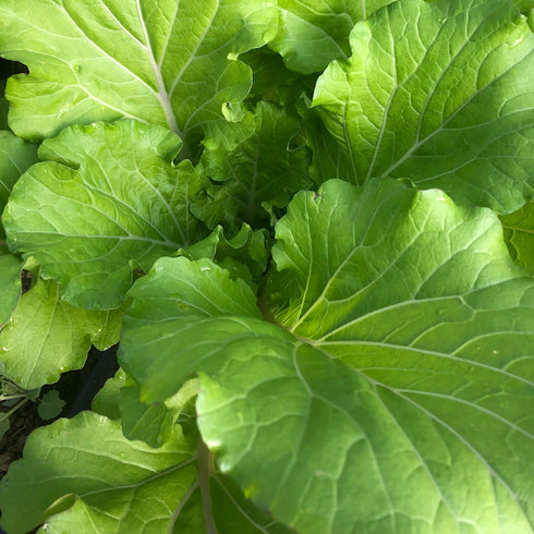 Bekana Mustard